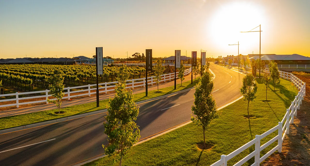 Sunset over the vineyard entry road at The Entrance, lined with young trees and a white post-and-rail fence