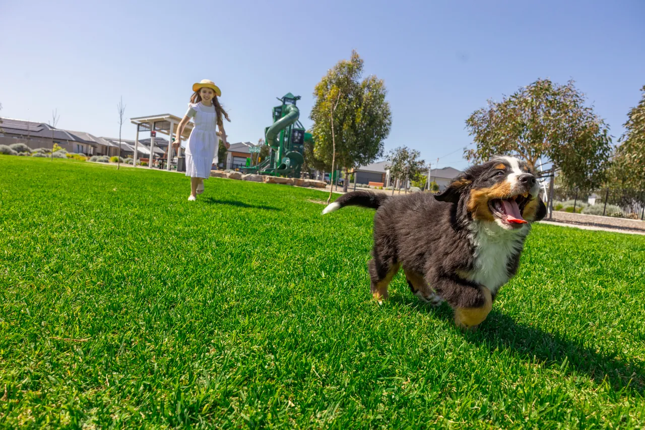 A girl and a dog running across a green lawn beside a playground
